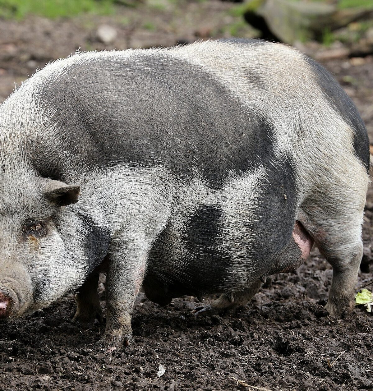 Juliana Pig