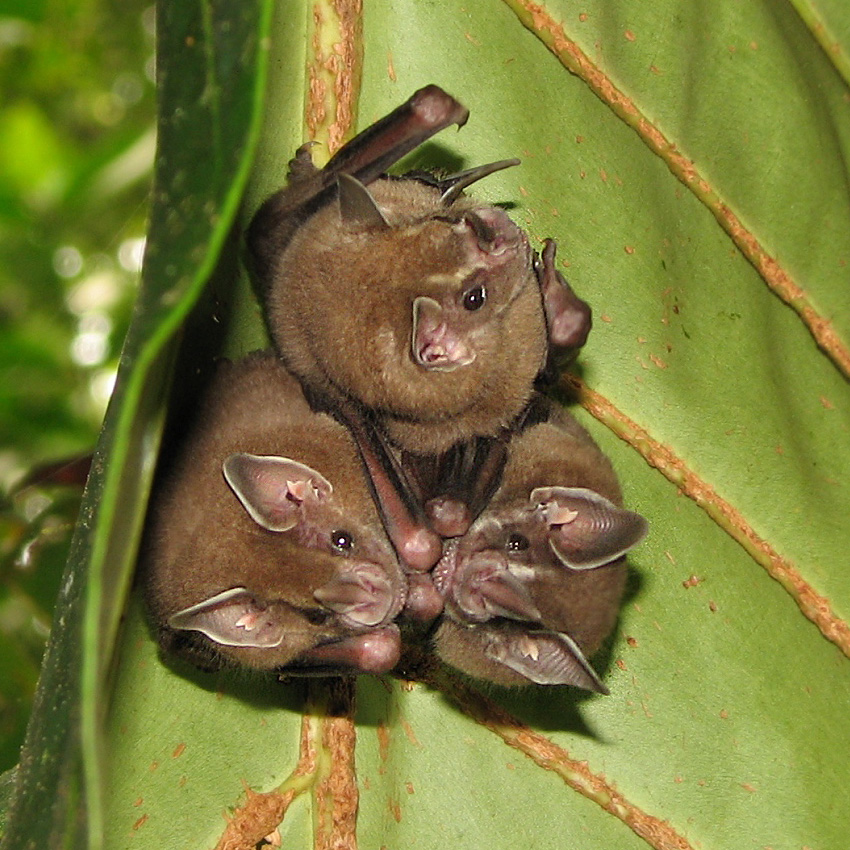 Short-Tailed Leaf-Nosed Bat