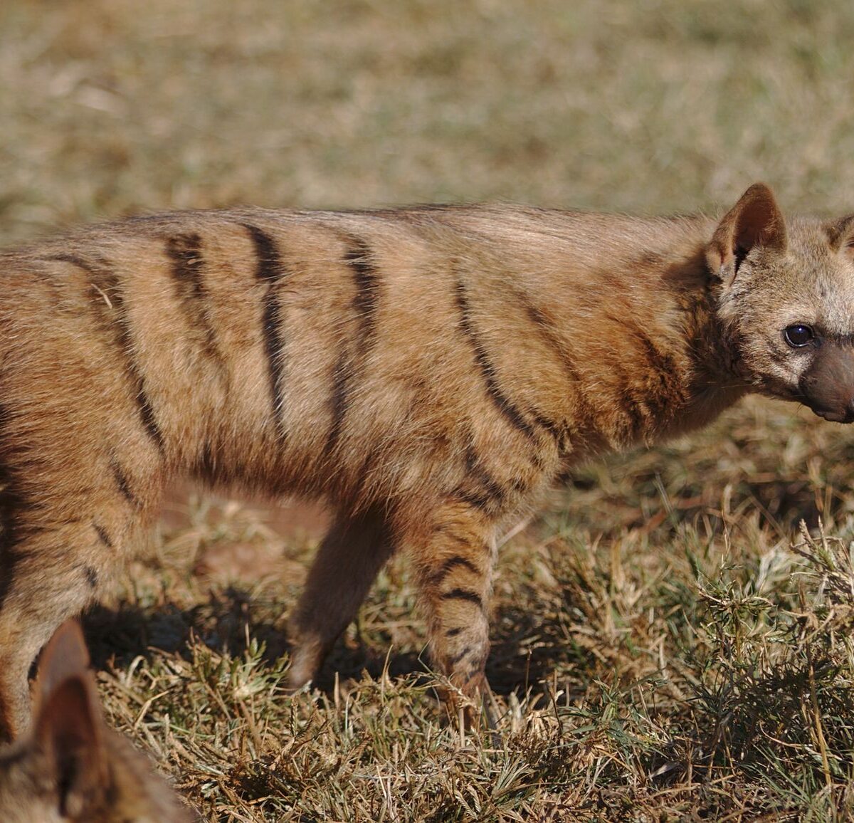 Southern Aardwolf