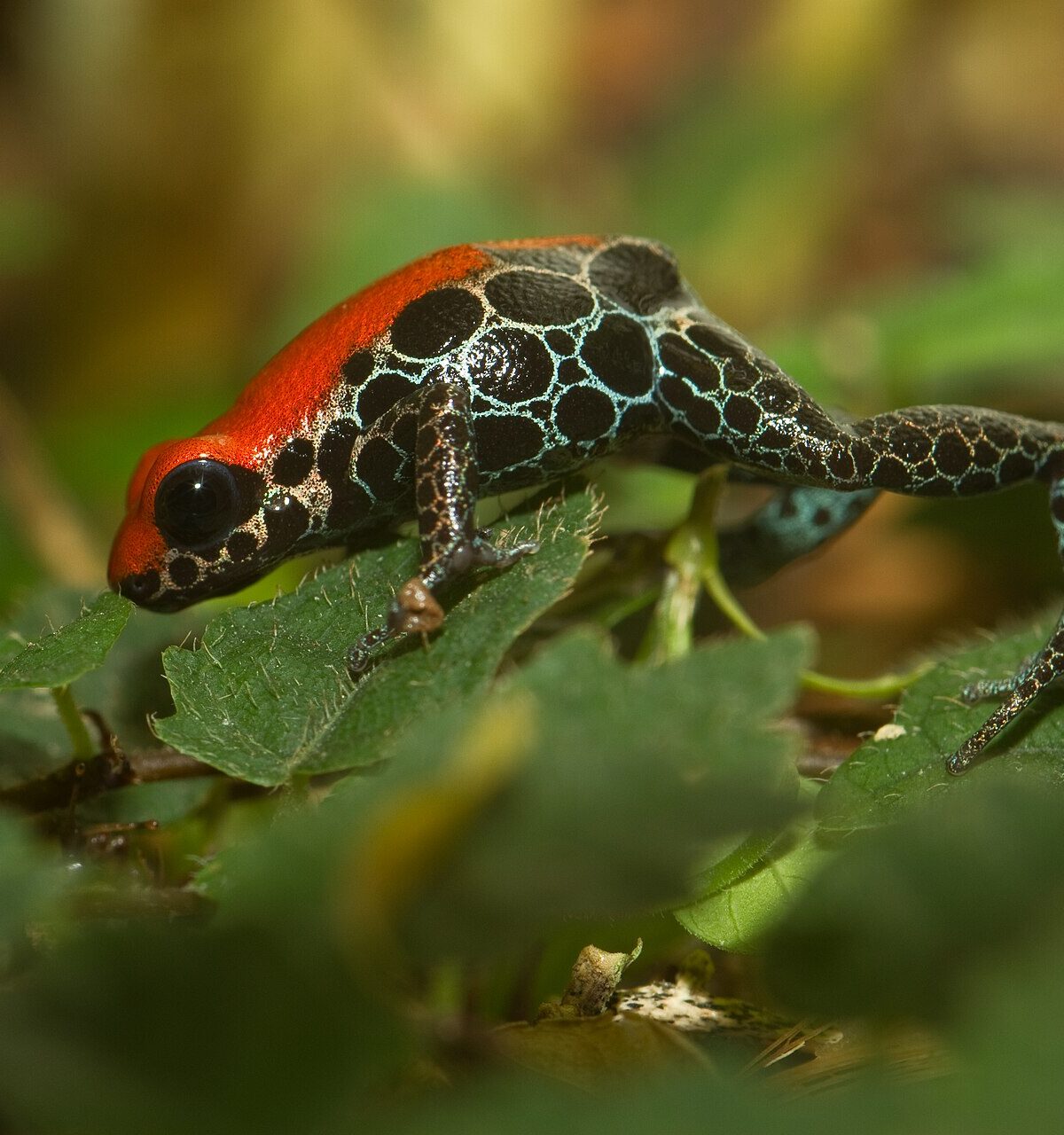 Splashback Poison Dart Frog