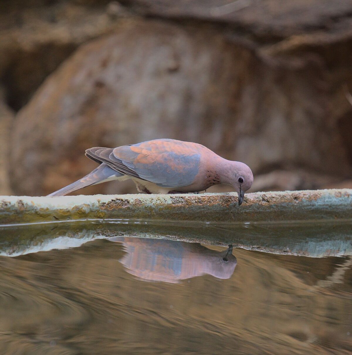 Laughing Dove