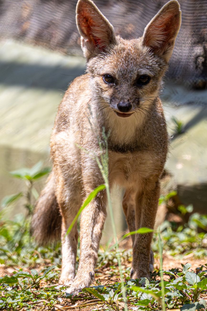 Swift Fox
