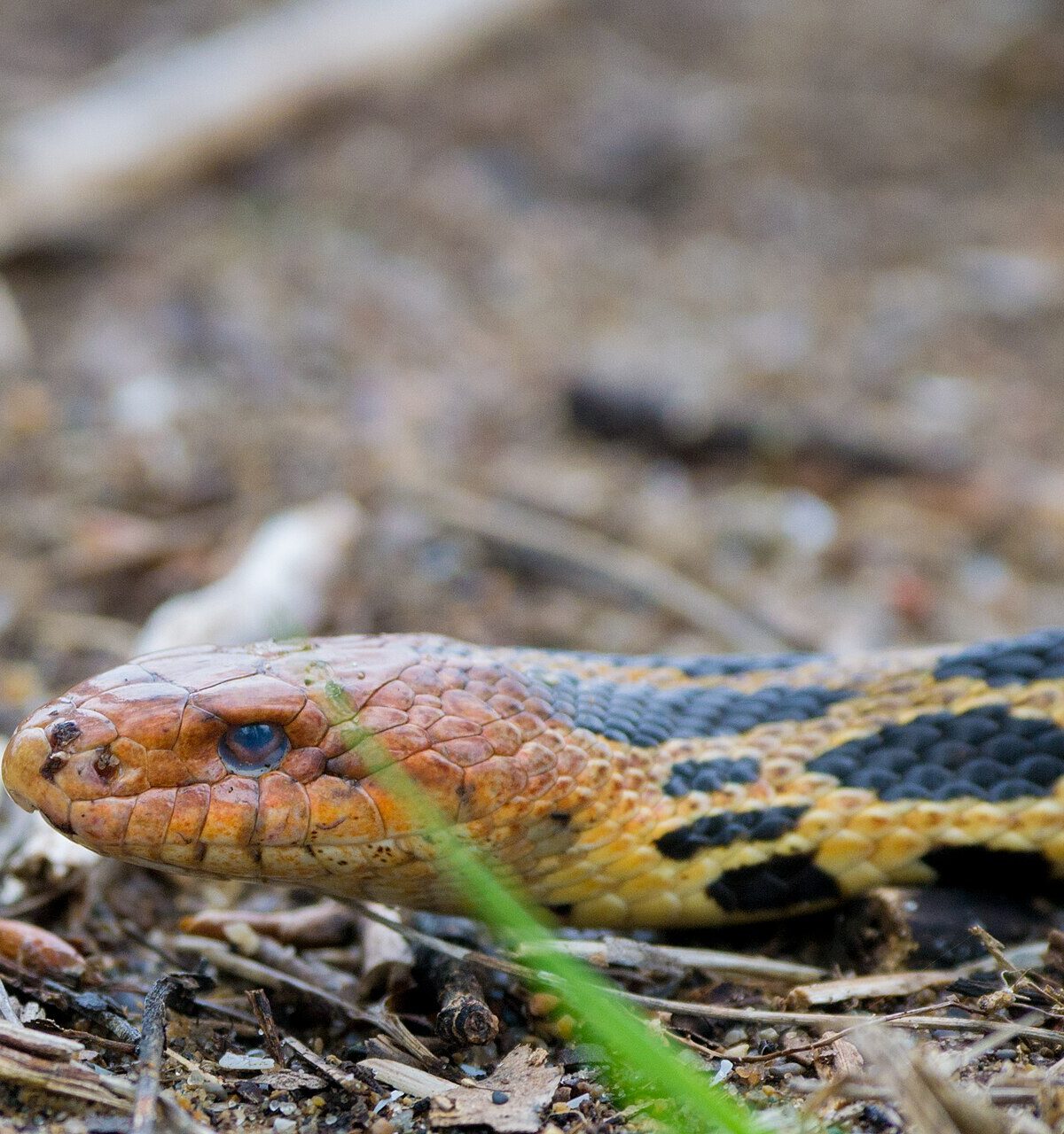 Fox Snake
