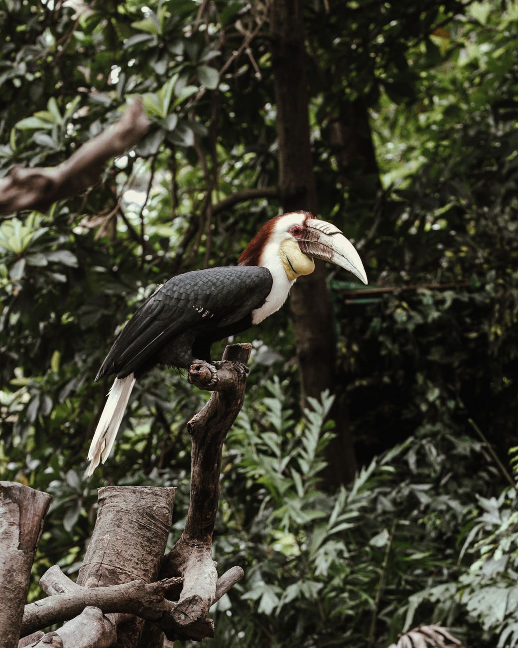 Blyth's Hornbill