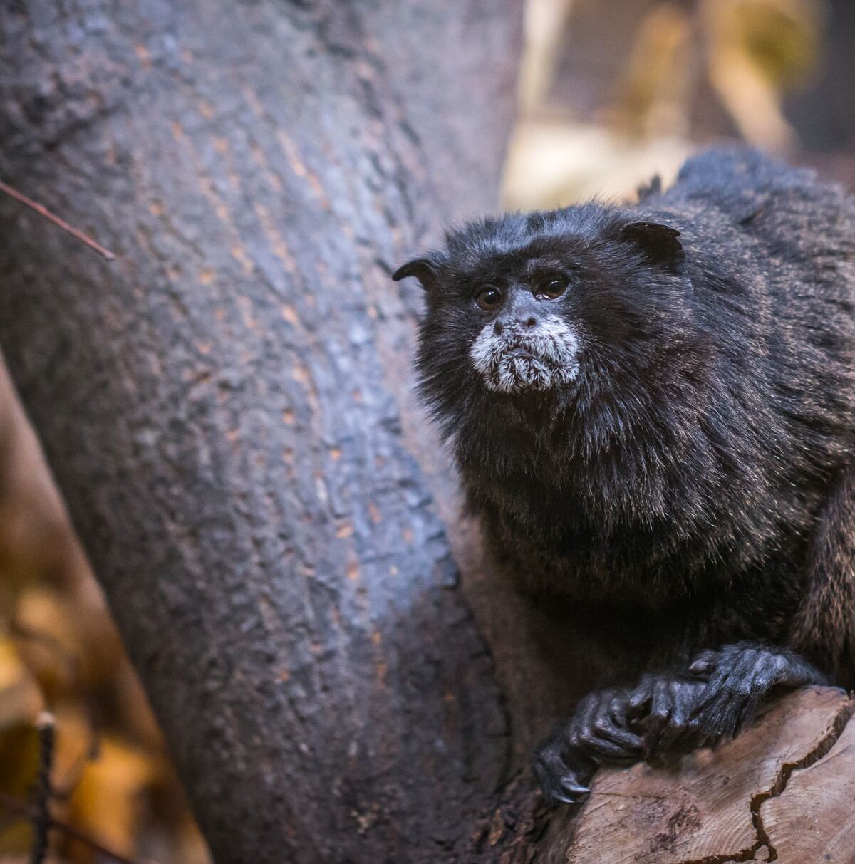 Black Tamarin