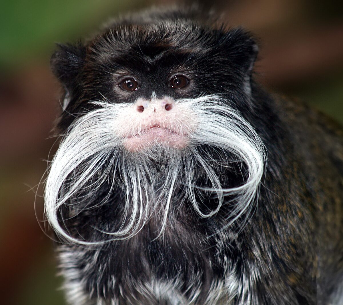 Pygmy Tamarin