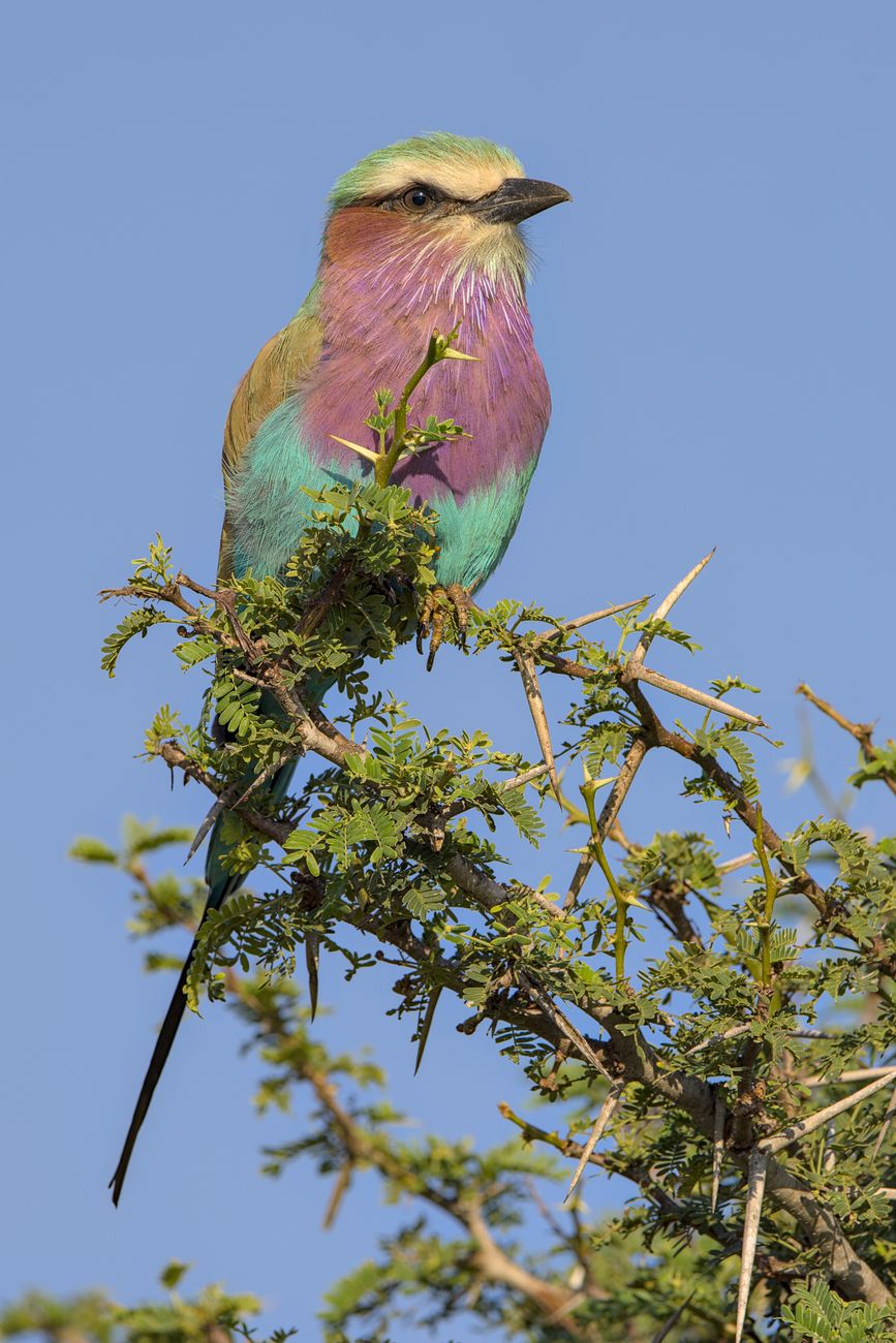 Lilac-breasted Roller