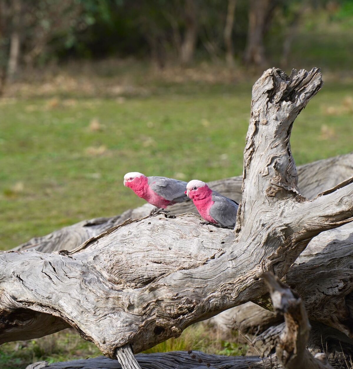 Galah