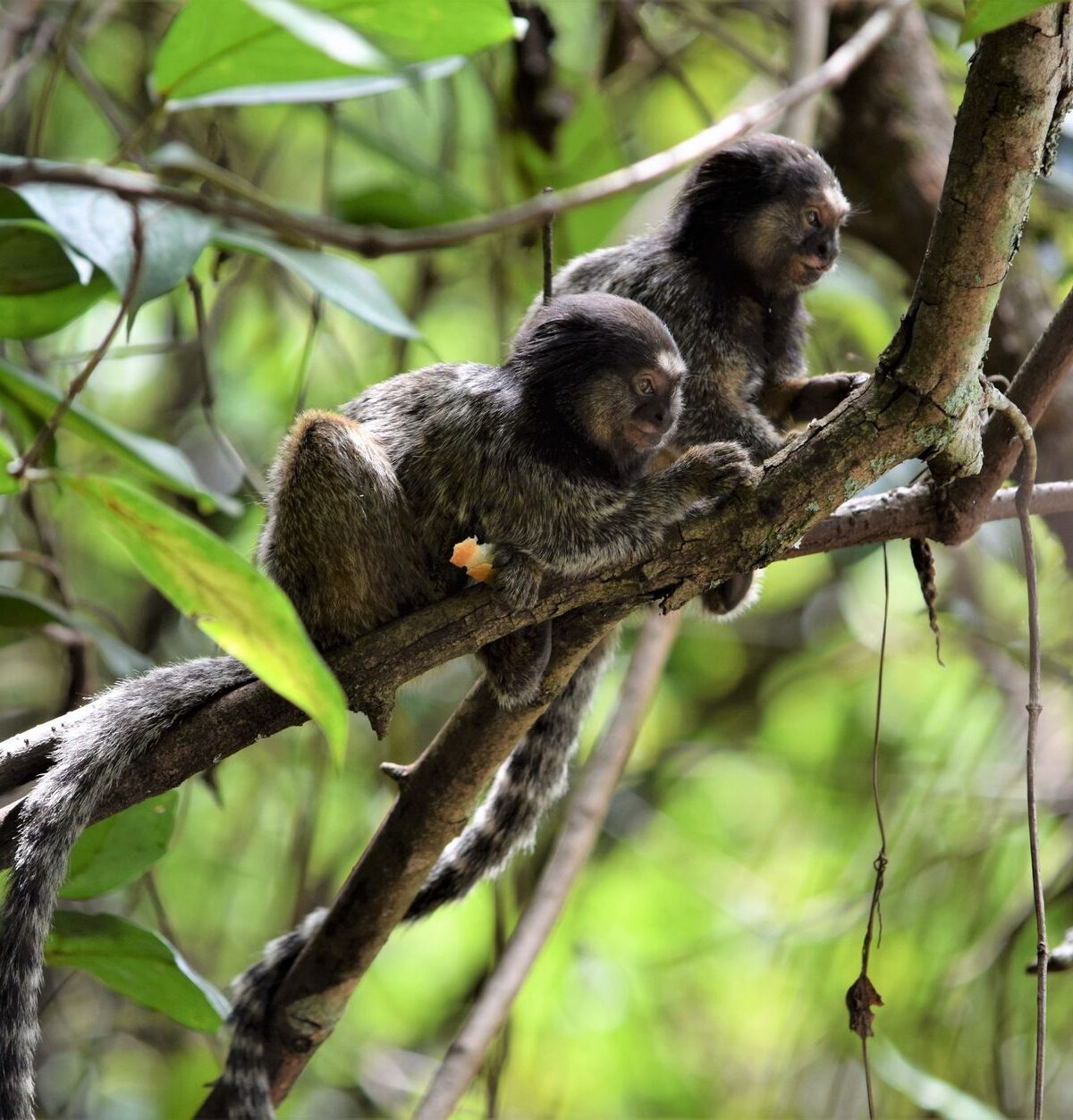 Black-Tufted Marmoset