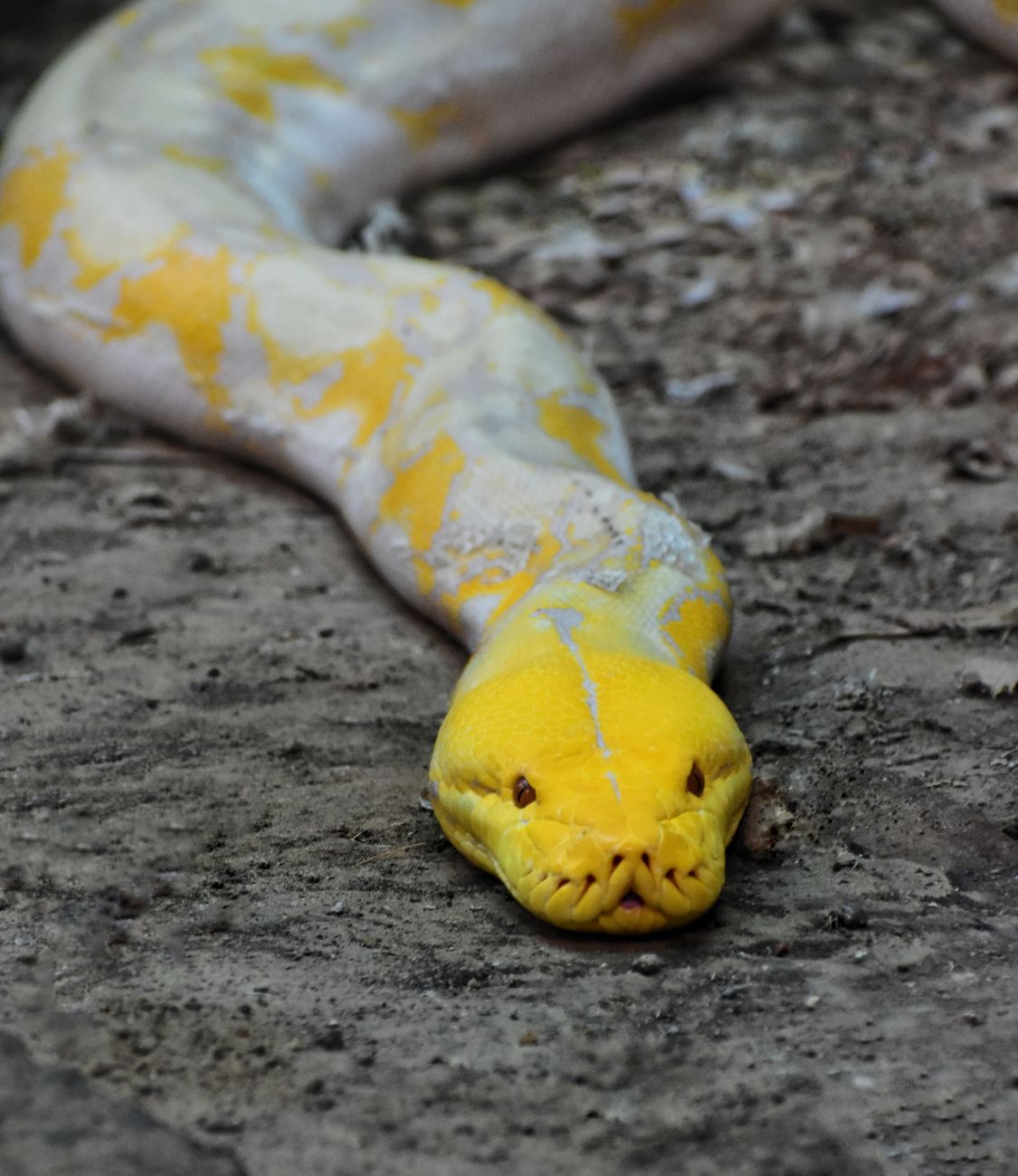 Purple Albino Reticulated Python