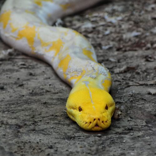 Reticulated Python