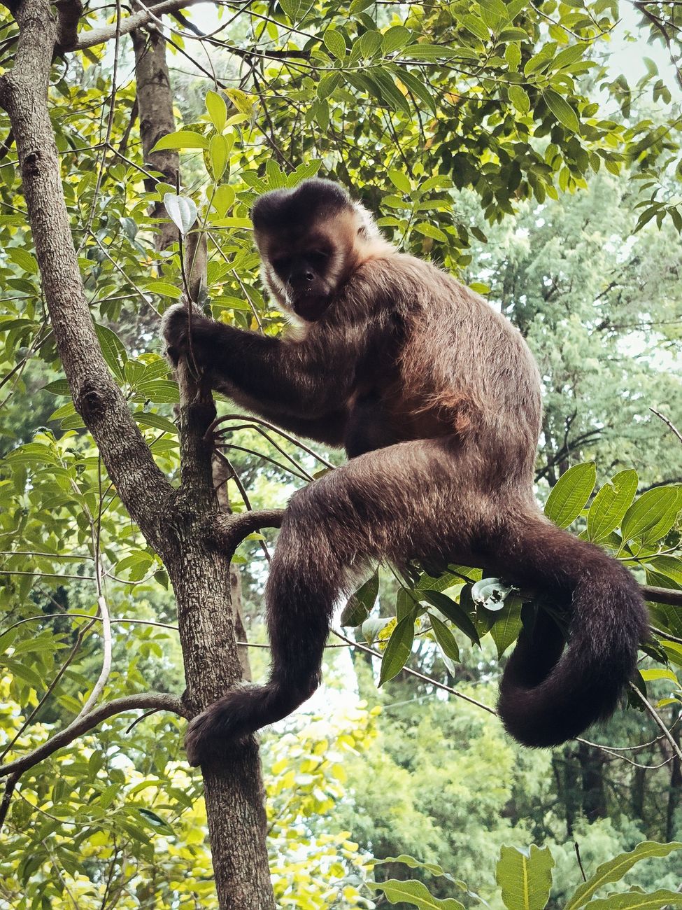 Weeper Capuchin