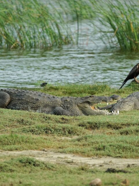 Crocodiles