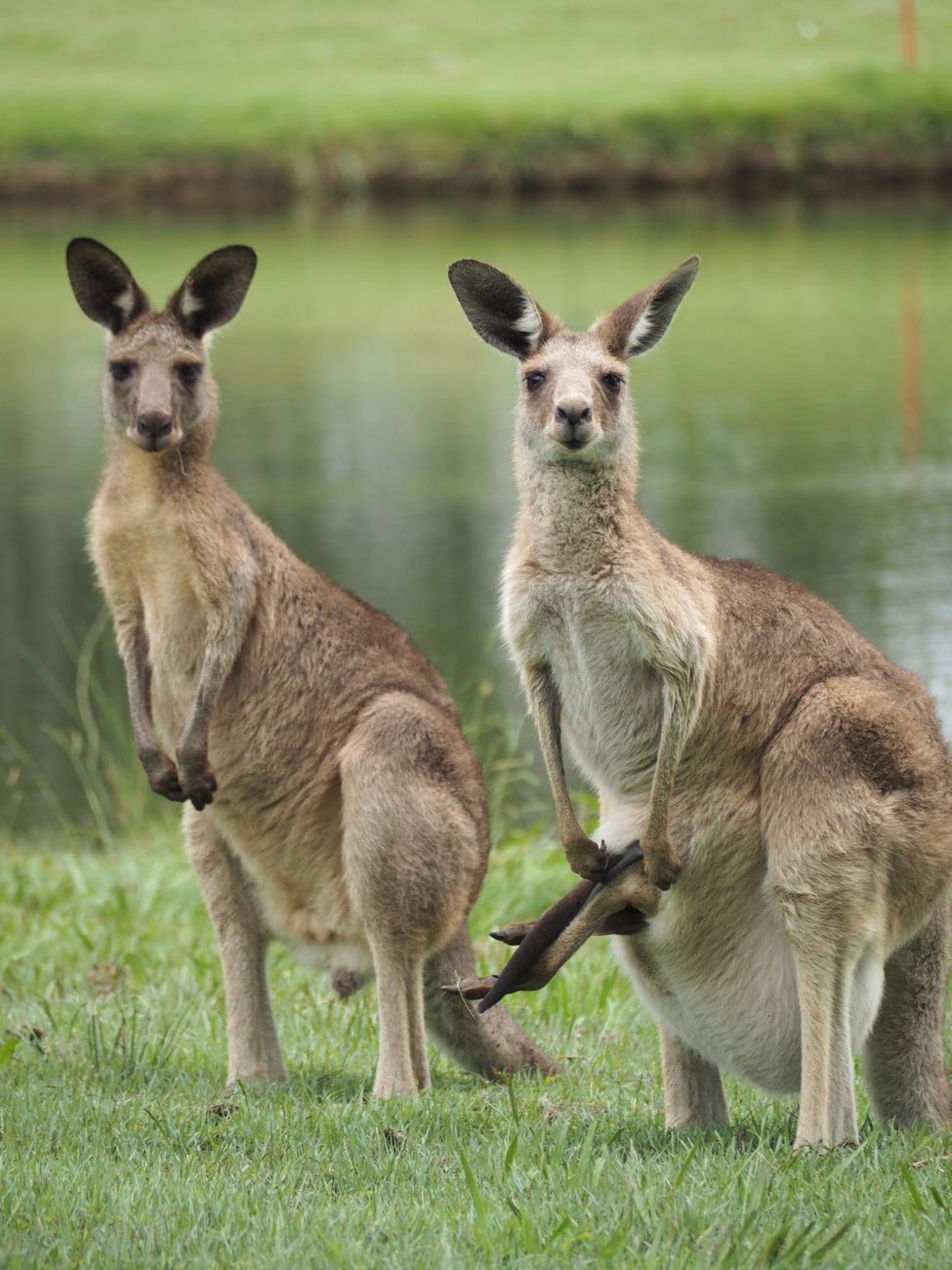 Kangaroos