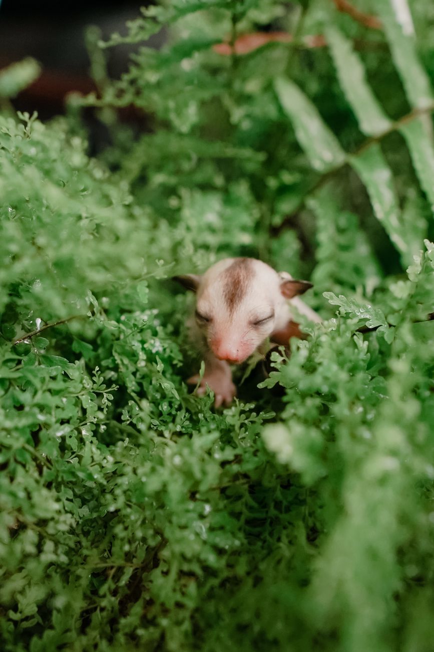sugar glider
