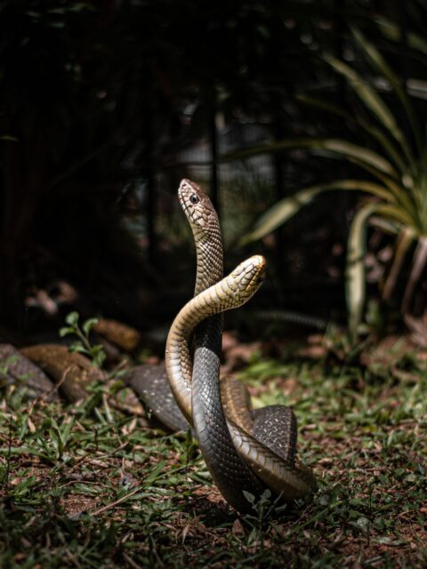 Snakes