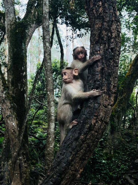 Monkeys