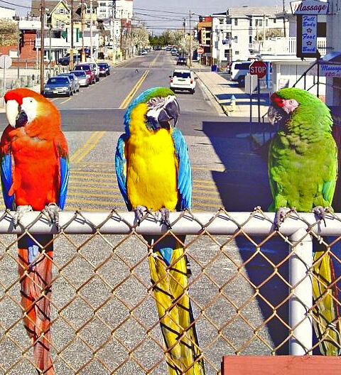 Macaws