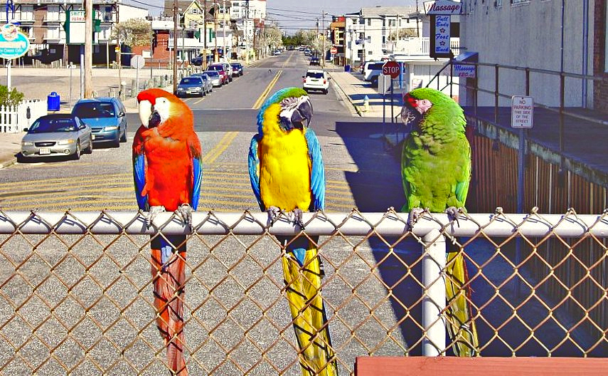 Macaws