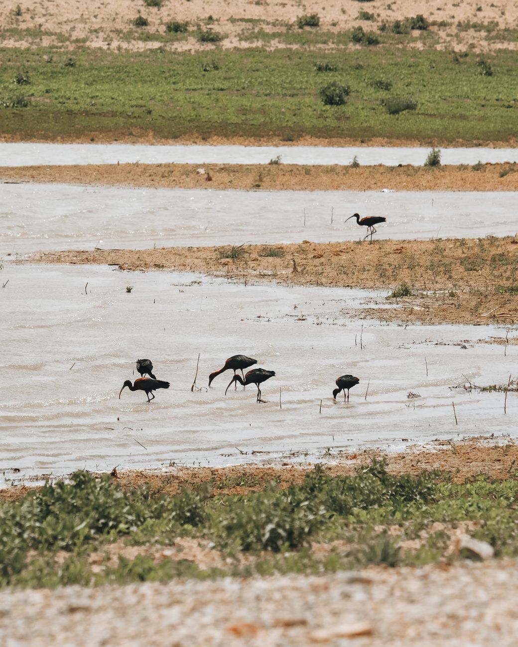 Ibises