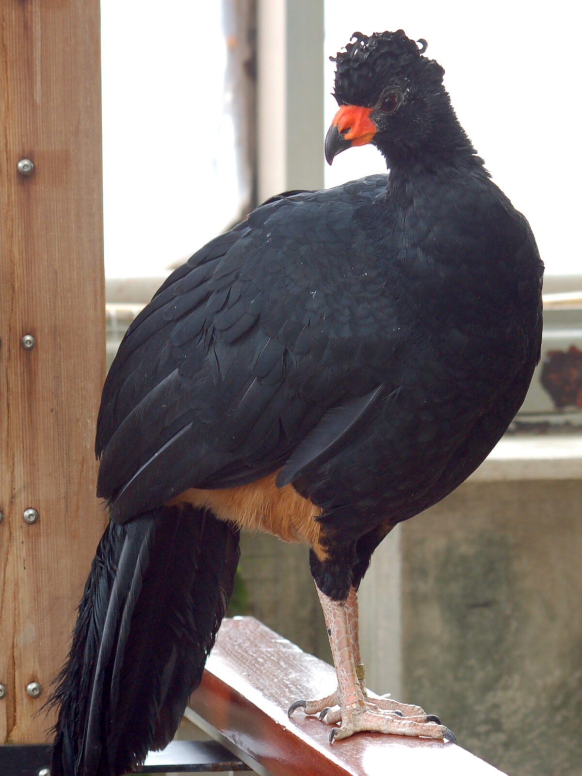 Wattled Curassow