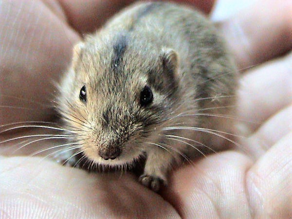 Steppe Lemming