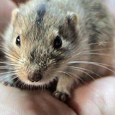 Lemming