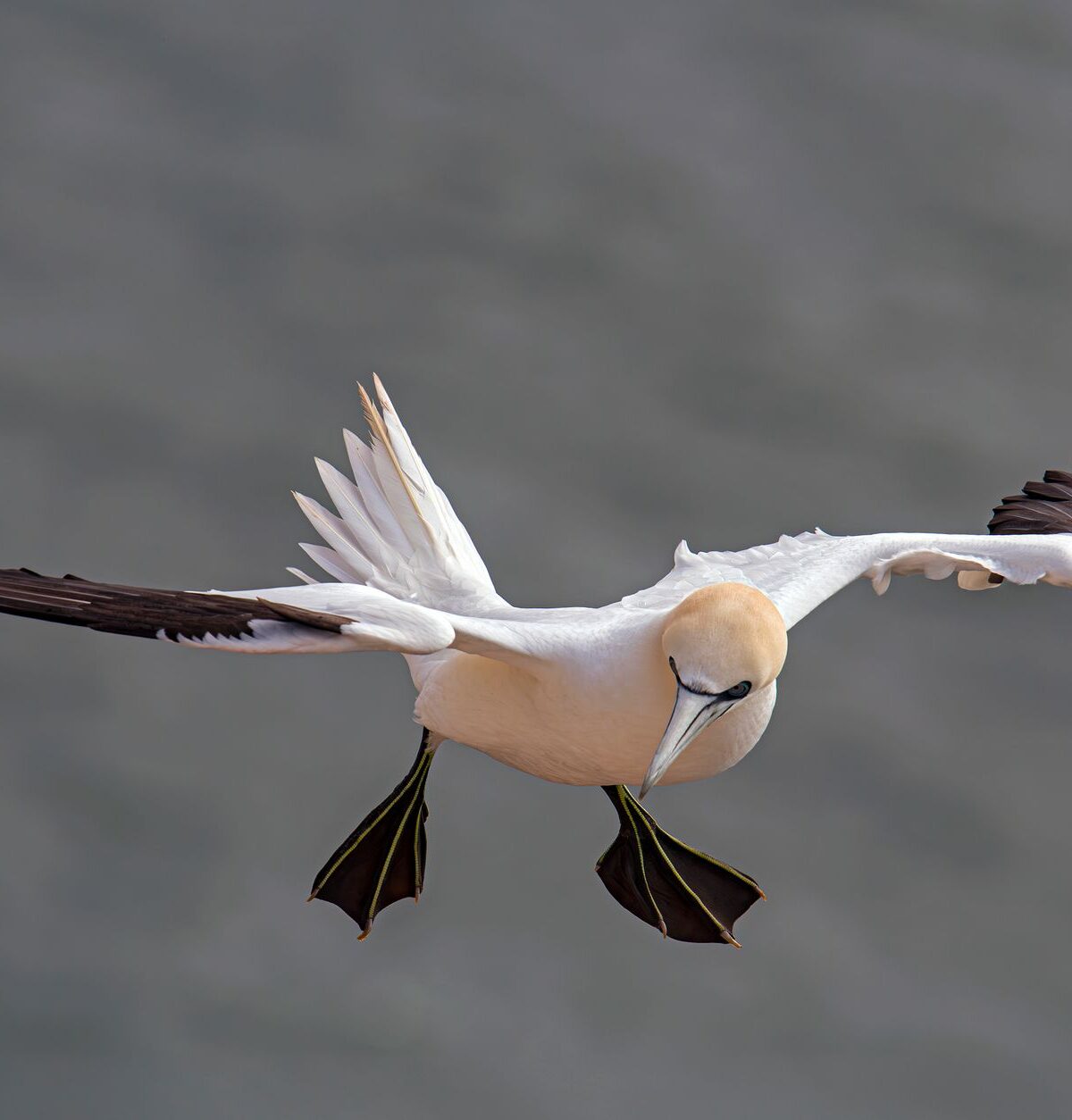 Northern Gannet