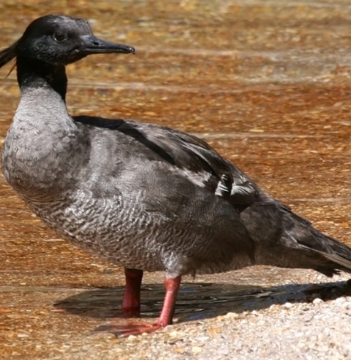 Magellanic Diving Duck