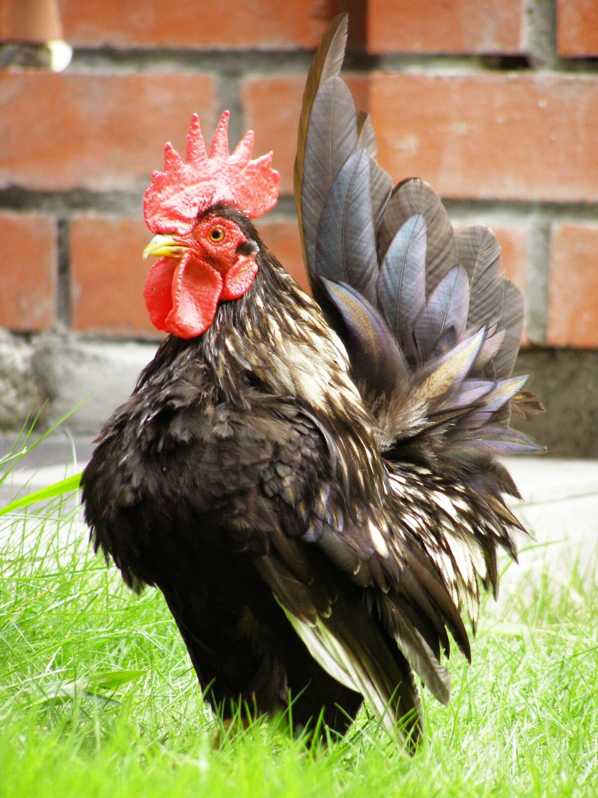 Serama Bantam