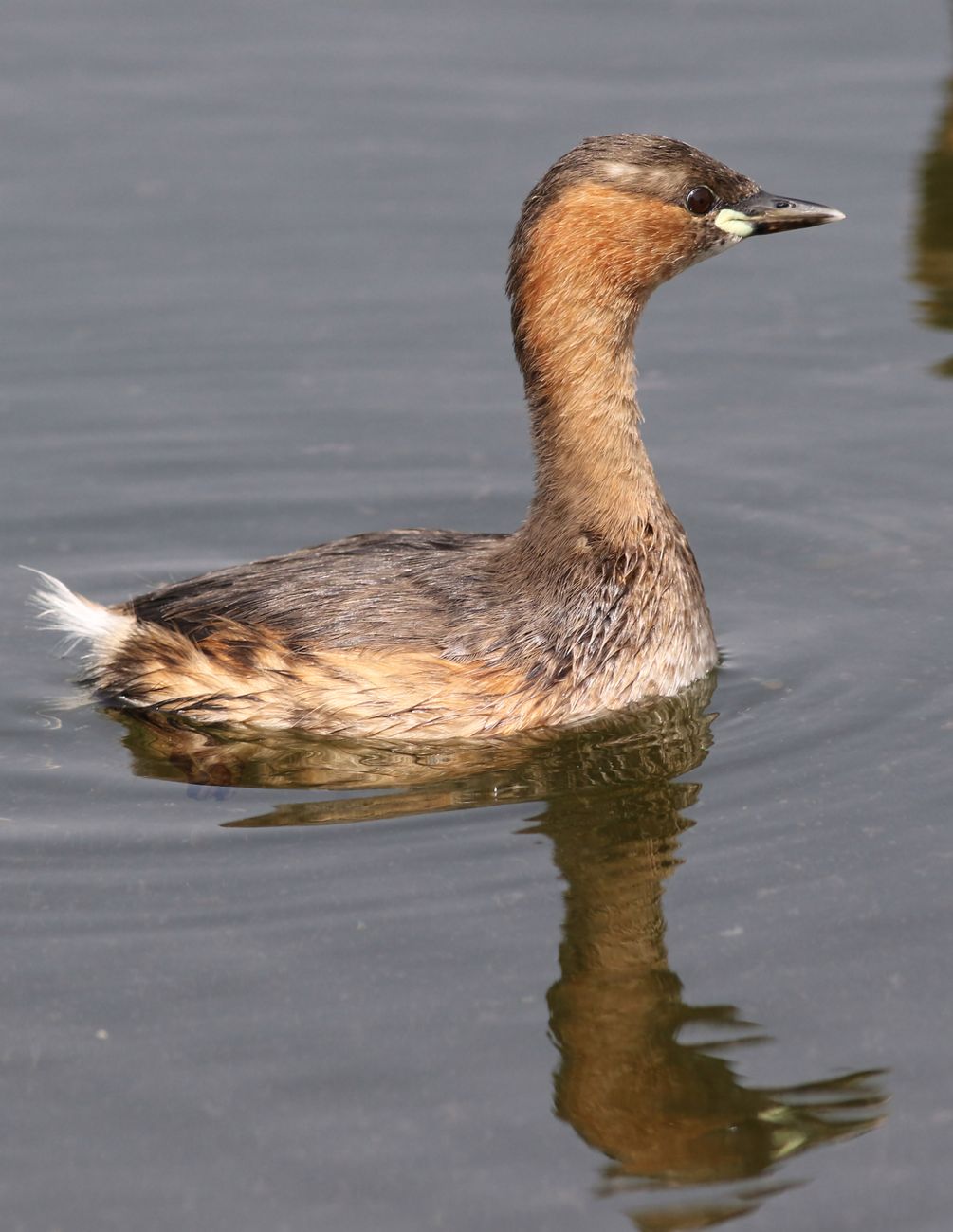 Dabchick