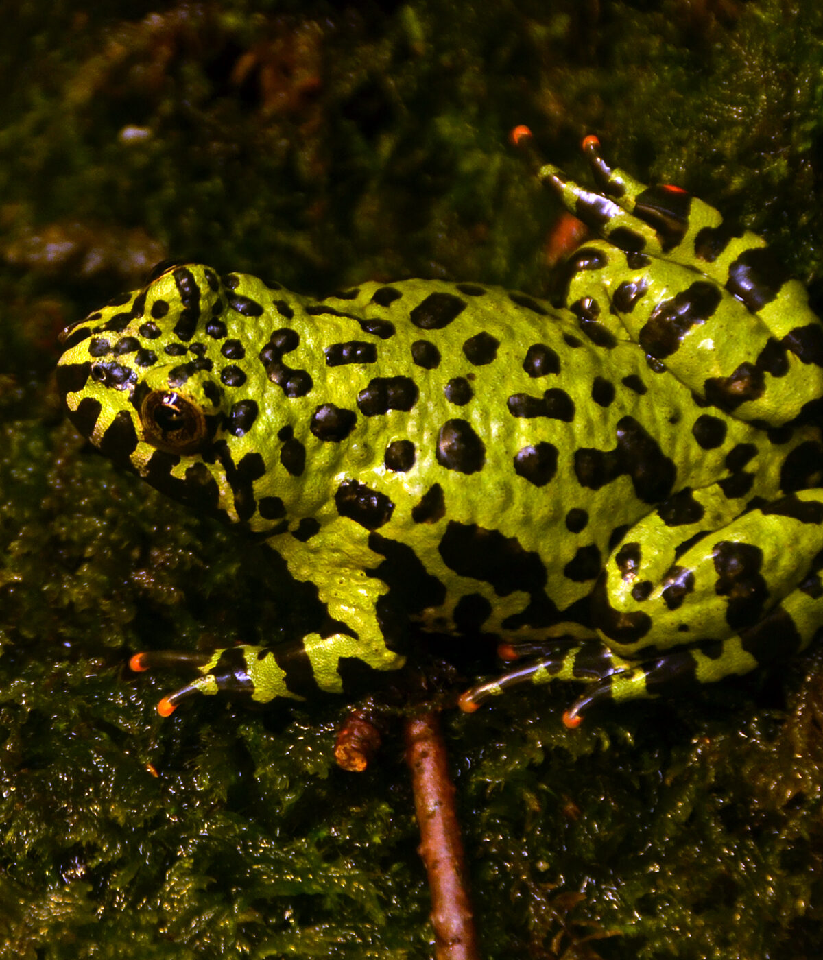 Fire-Bellied Toad