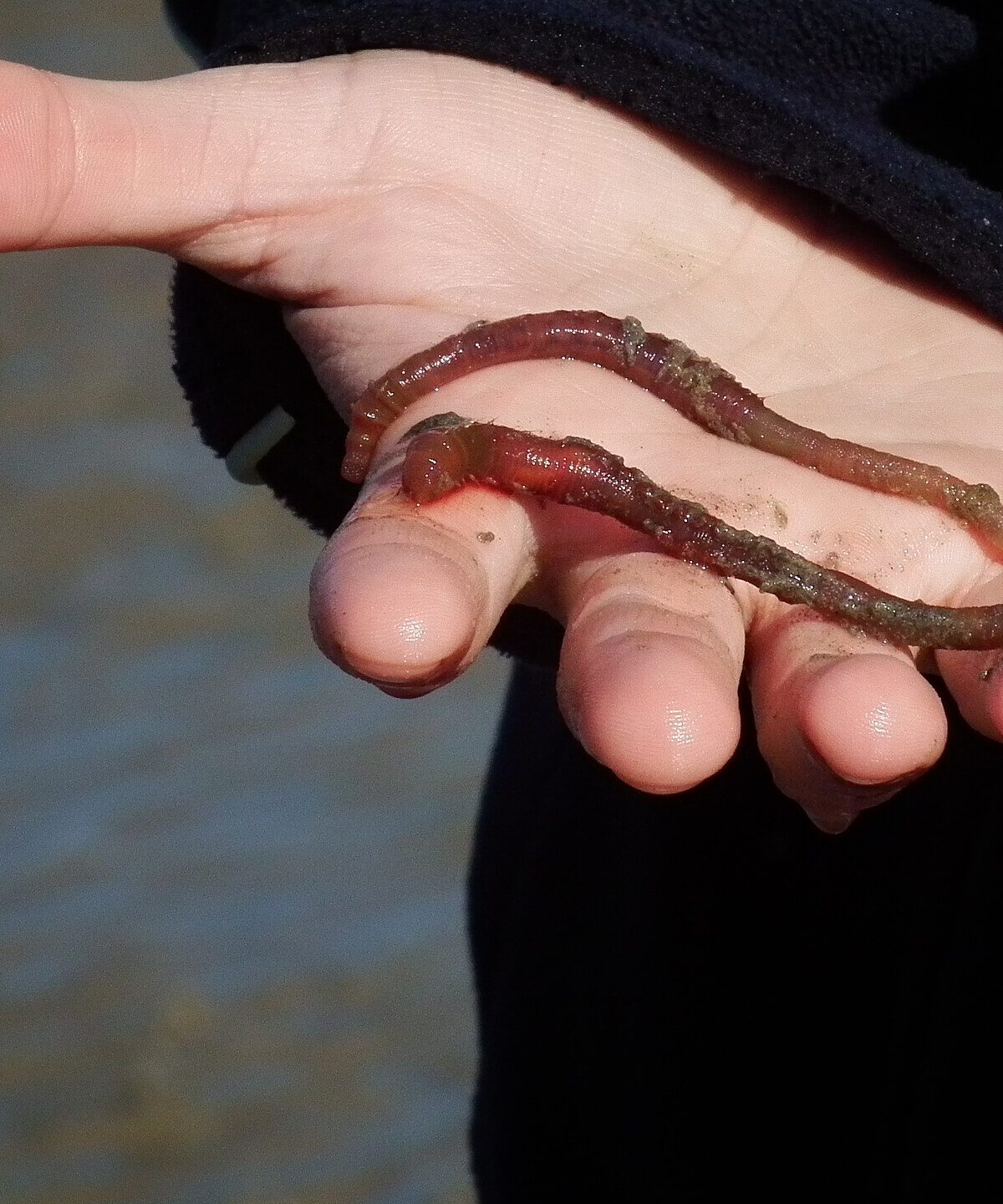 Lugworm