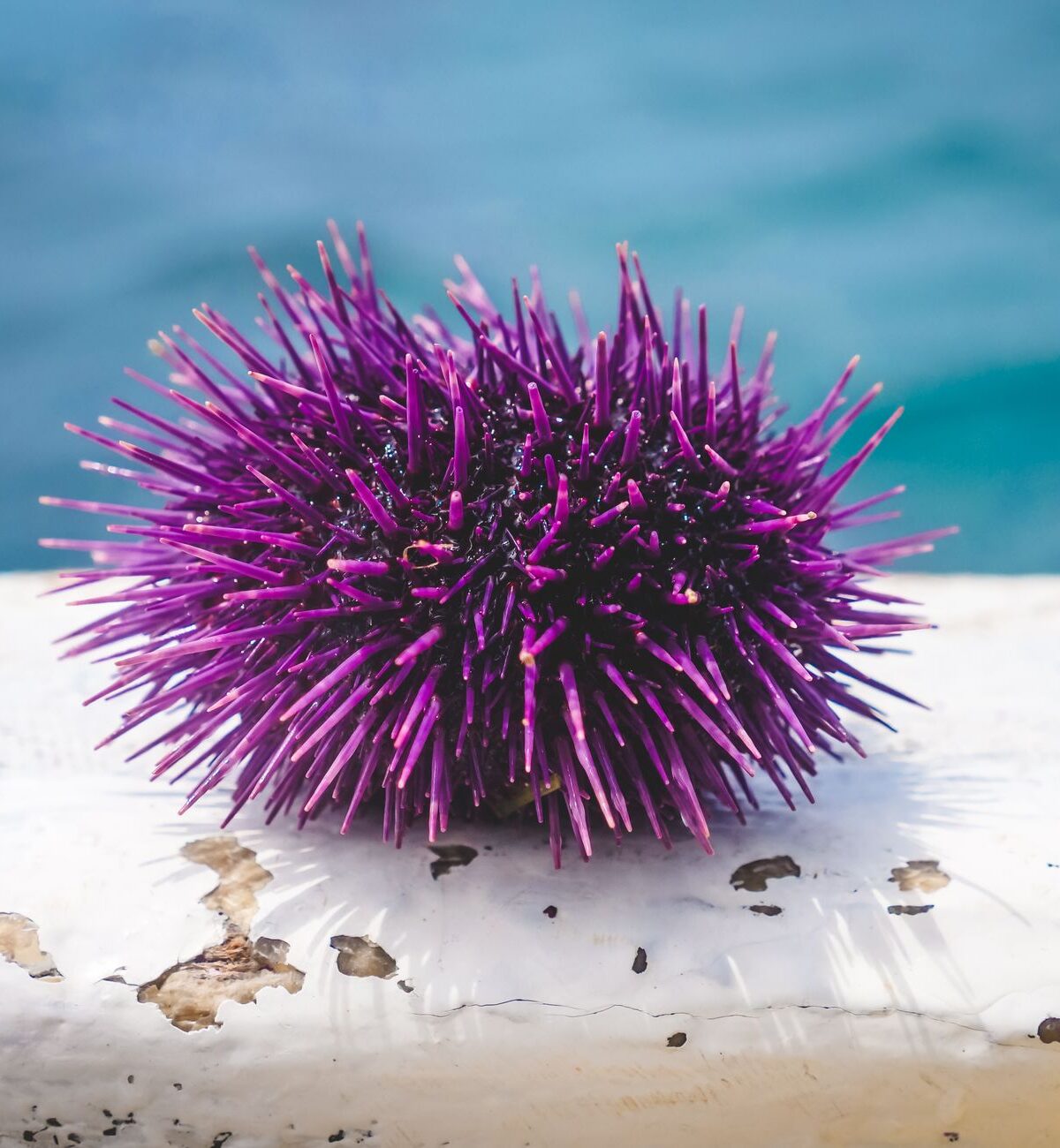 Edible Sea Urchin