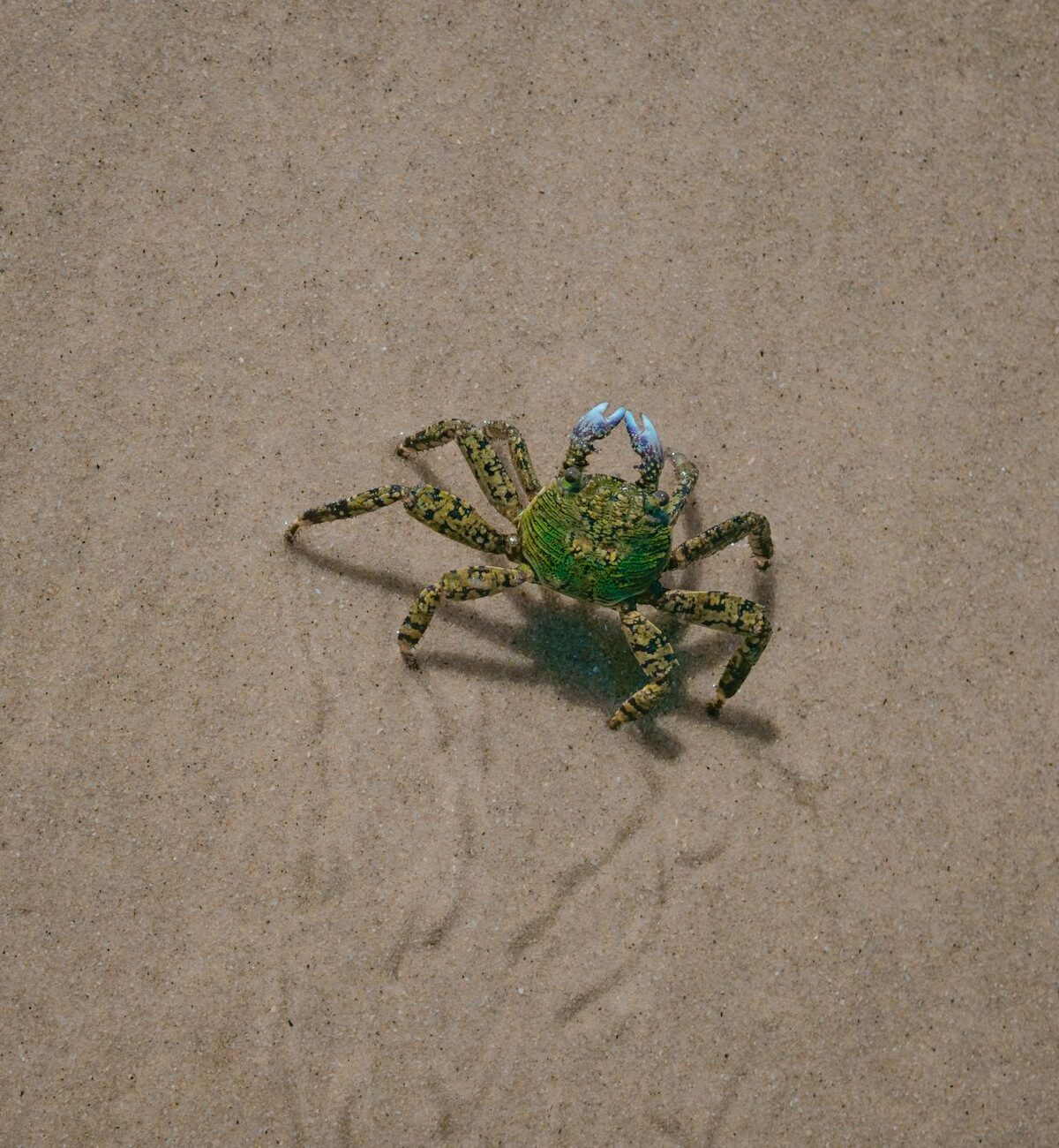 Shore Crab