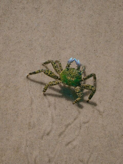 Shore Crab