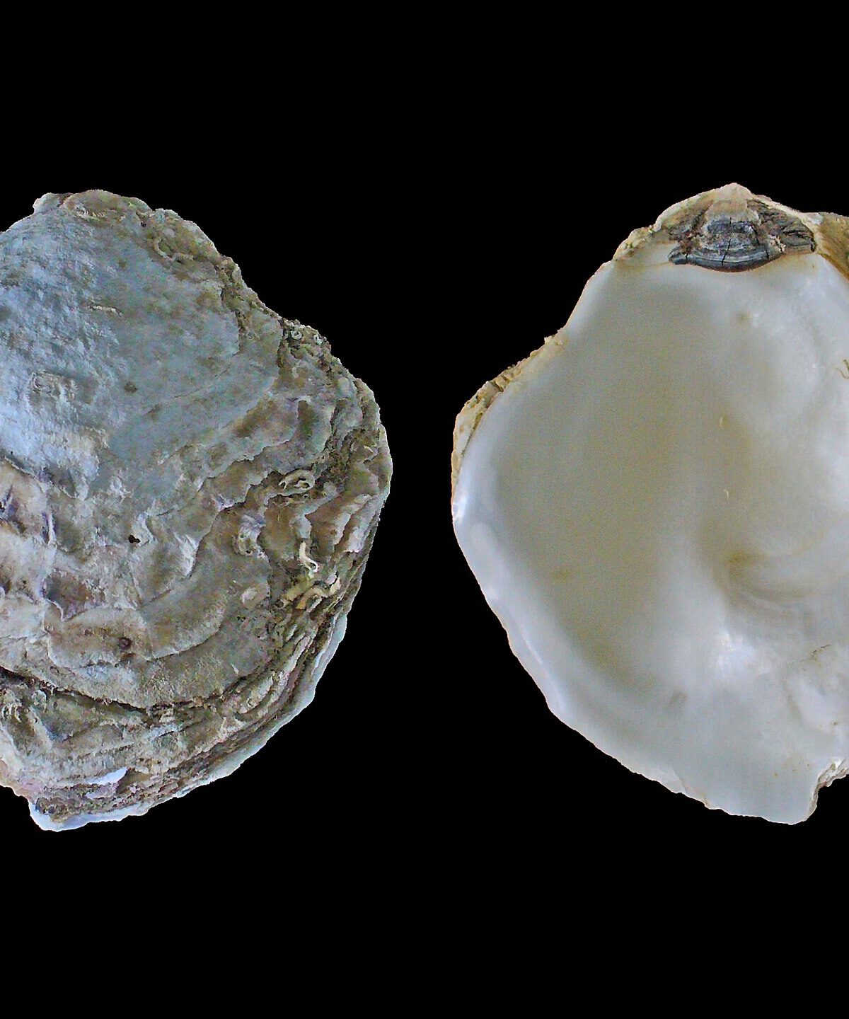 European Oyster