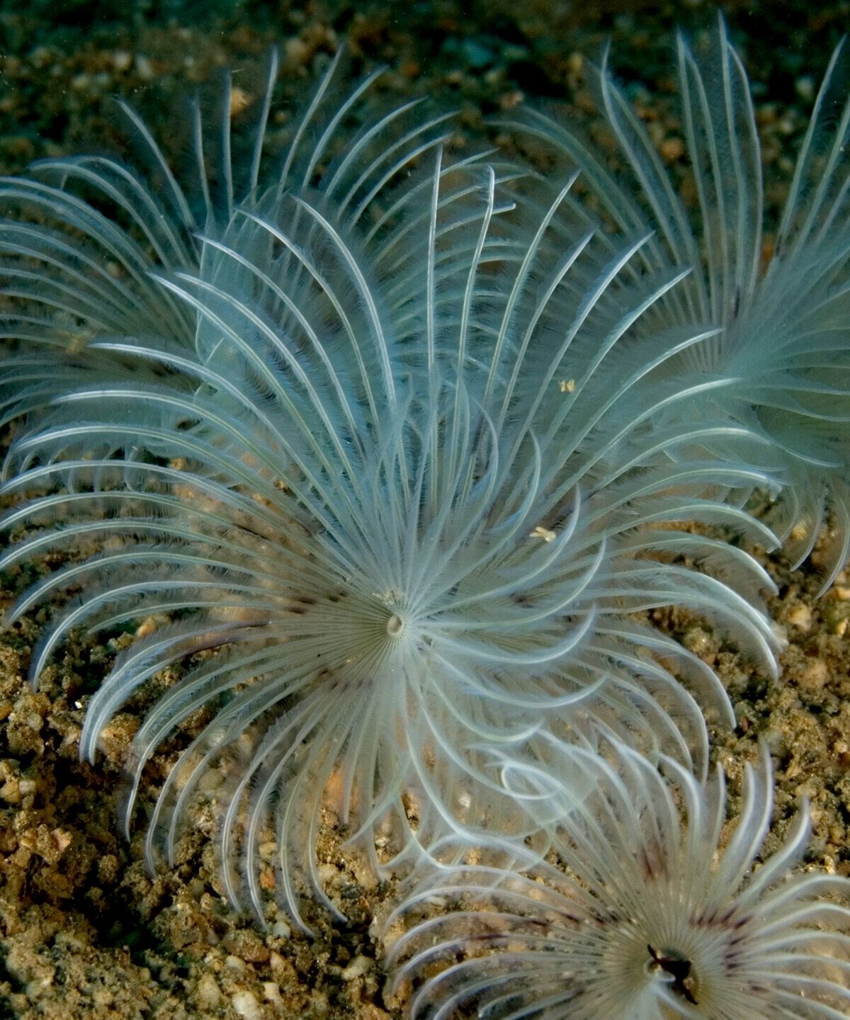 Peacock Feather Worm