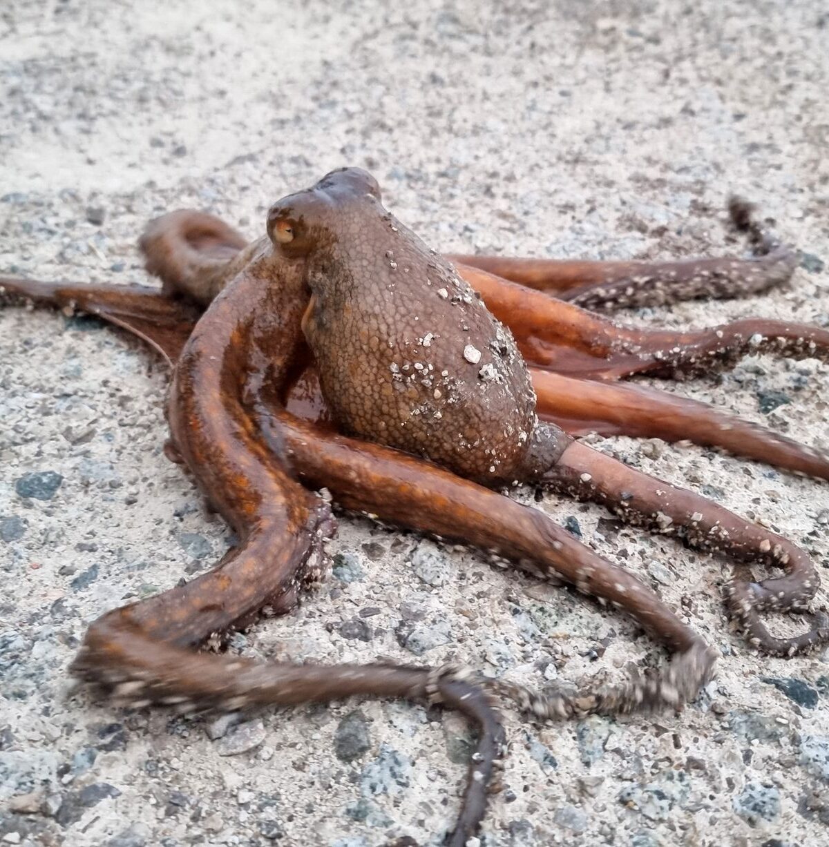 Common Octopus
