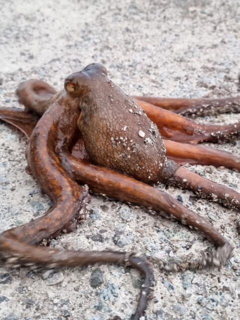 Common Octopus