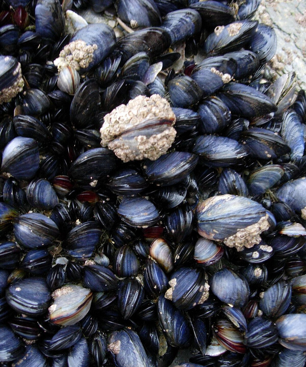 Mussels