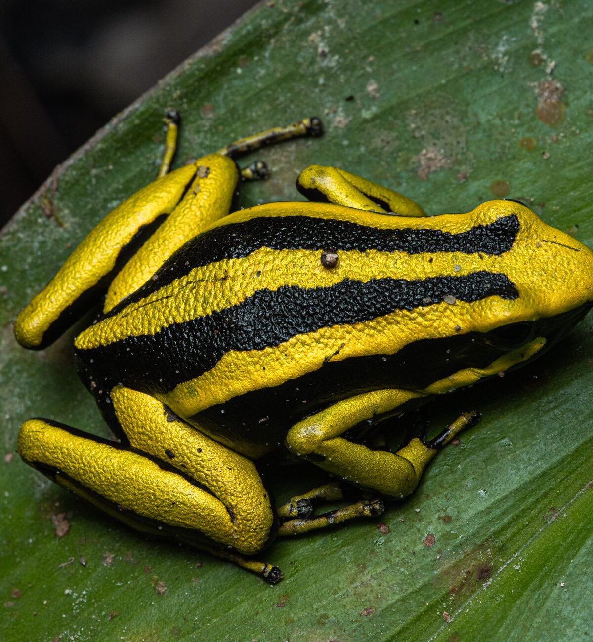 Horrible Poison Dart Frog