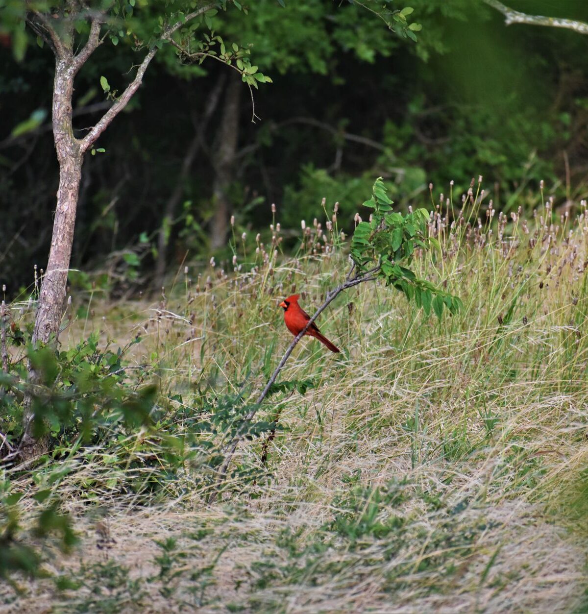 Red Cardinal