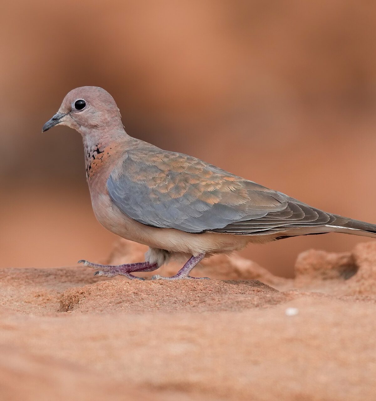 Palm Dove