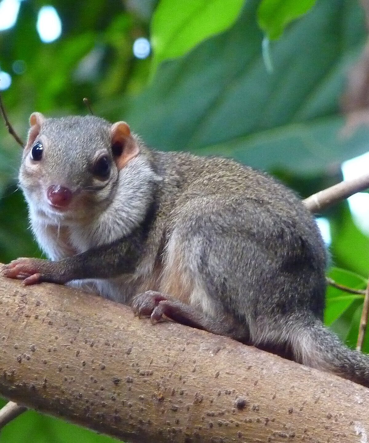 Tree Shrew
