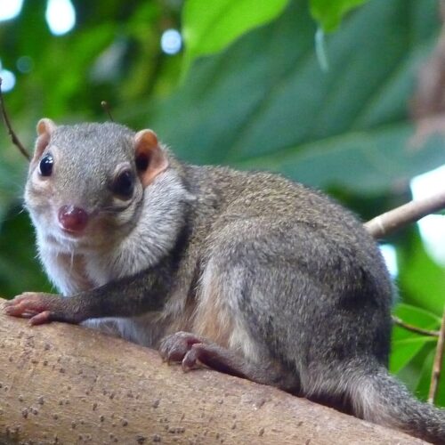 Shrew