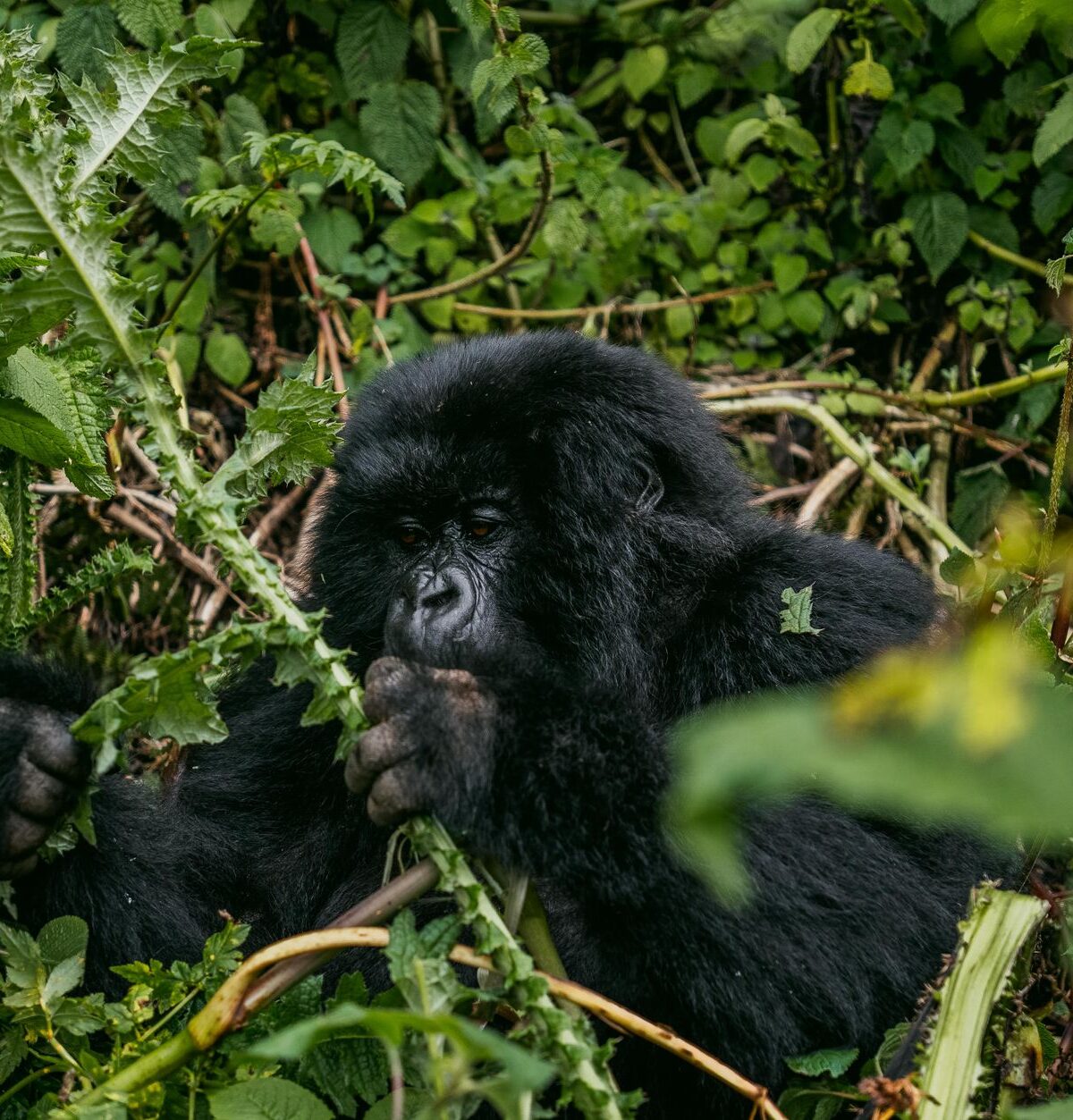 Mountain Gorilla