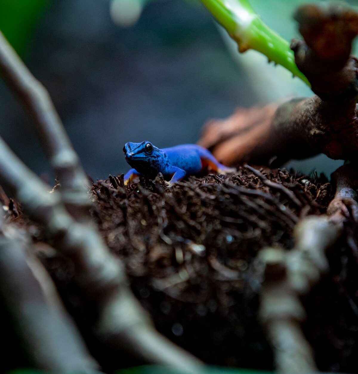 Dwarf Blue Gecko
