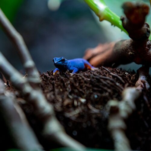 Blue Gecko
