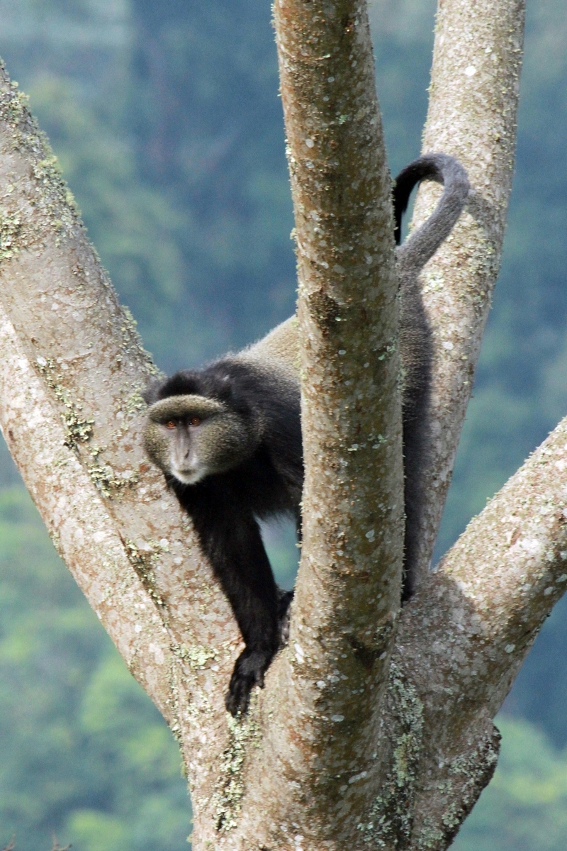 Silver Monkey